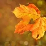 Засилване на имунитета през есента