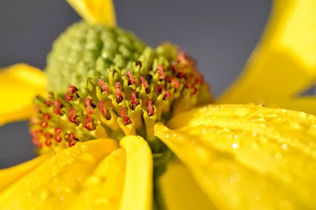 Ехинацея Ехинацея