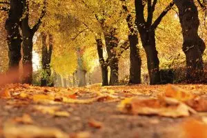 Есента събужда хроничните болежки