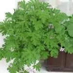 Индришето помага при гъбички и депресия