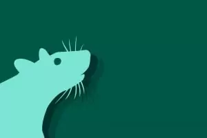 Китайски зодиак - Плъх