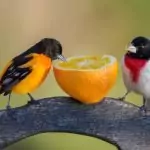 Според месеца ви на раждане коя птица е покровител?