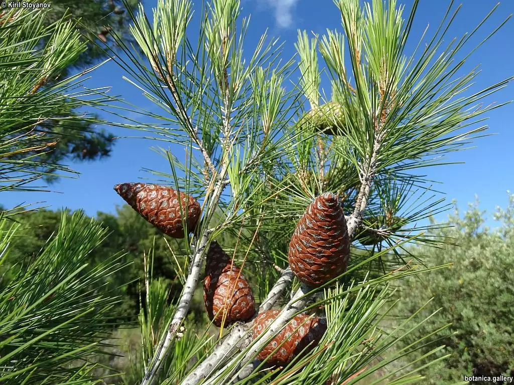 шишарки от ела