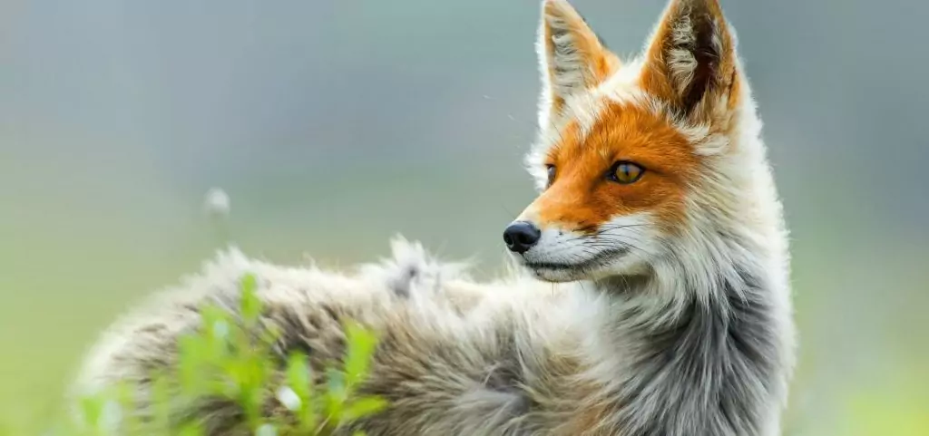 лисица лисица