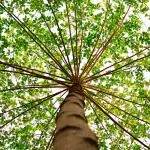 Дърво покровител според зодията