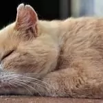 Ще се сбъдне ли съня според деня