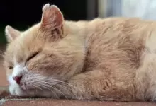Ще се сбъдне ли съня според деня