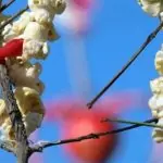 Гадания на Васильовден