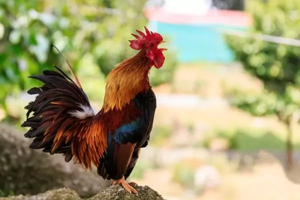 Петелът Петелът