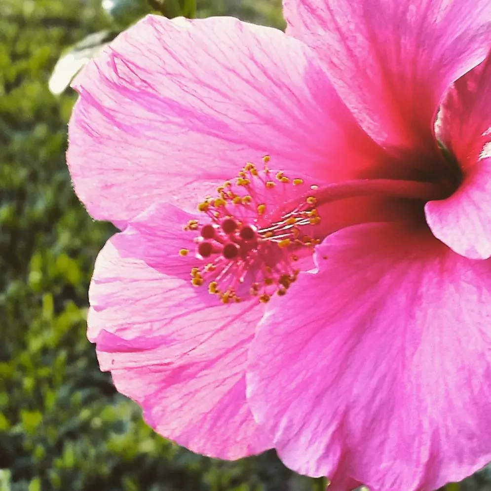 хибискус хибискус