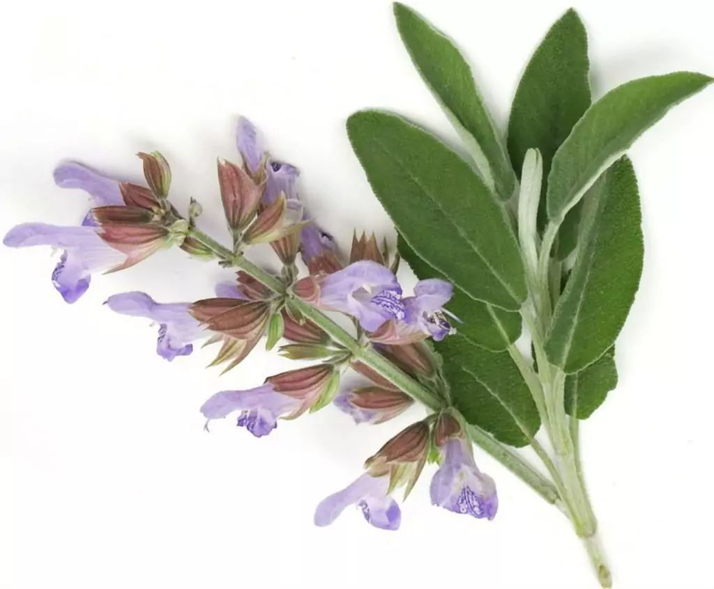 Конски босилек Конски босилек