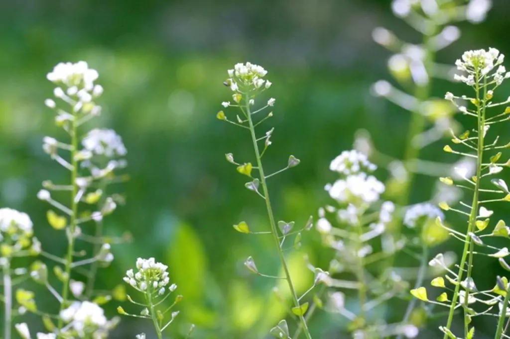 Овчарска торбичка Овчарска торбичка
