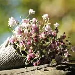 Магически настойки укрепват здравето