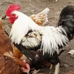 Поверия за Петльовден