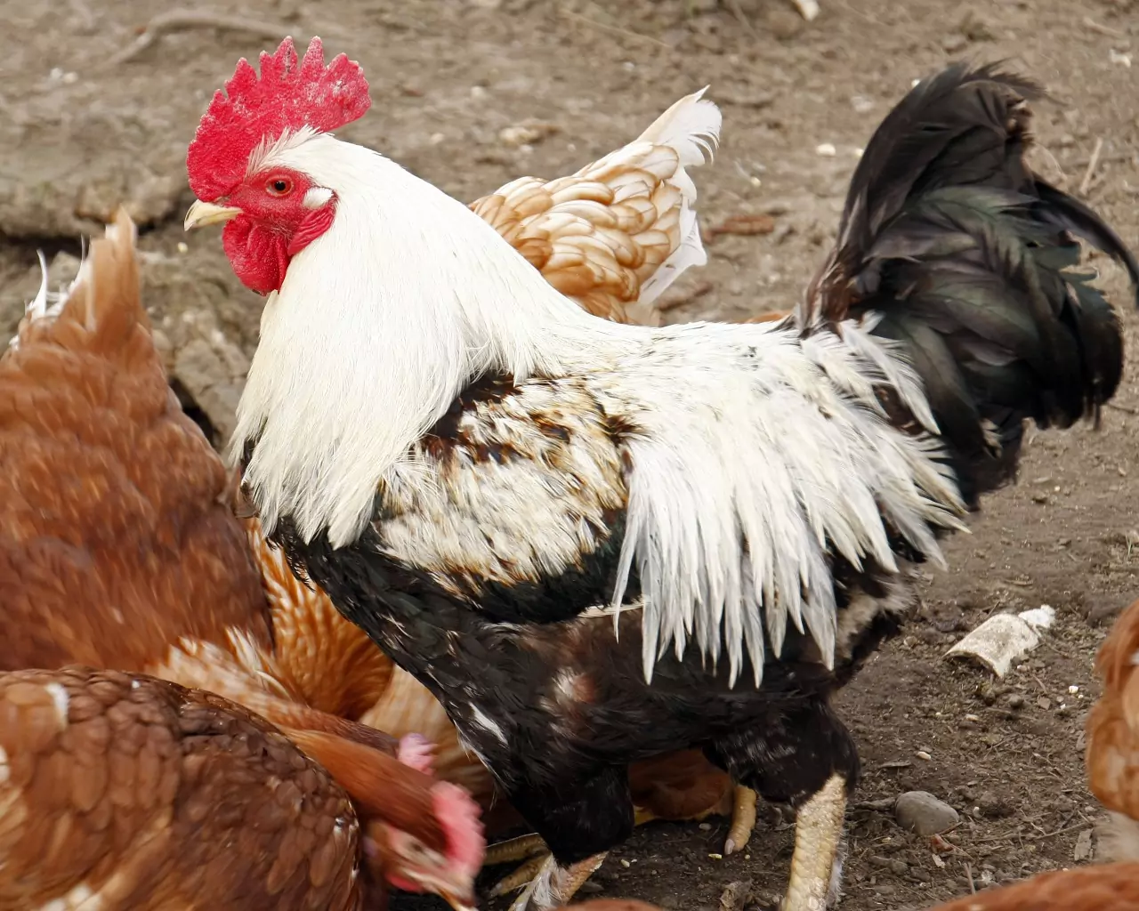 Петльовден - поверия