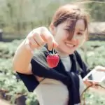 Японците възвеличават ягодите