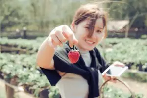 Японците възвеличават ягодите