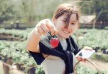 Японците възвеличават ягодите