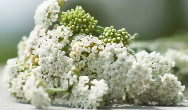 бял равнец бял равнец