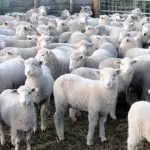 Гергьовденски вицове