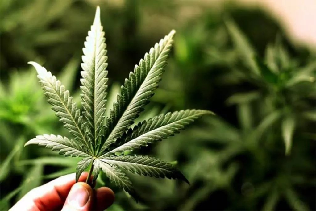 Лекуват с марихуана 260 болести Лекуват с марихуана 260 болести