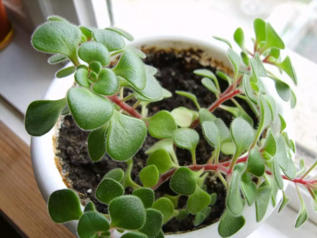 Полезни рецепти с дърво на парите