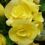 В нощта срещу Еньовден се сбъдват желания