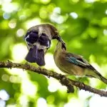 Лечебната сила на птичите песни