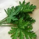 Индрише – лечебното растение