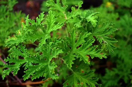 Ползите на индришето