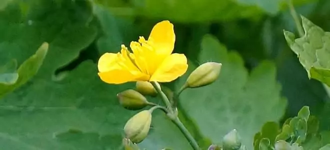 Змийско мляко - за прочистване на организма