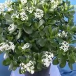 Полезни рецепти с дърво на парите