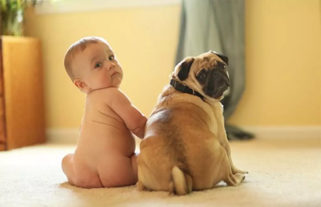 Домашните любимци намаляват теглото и алергиите Домашните любимци намаляват теглото и алергиите