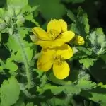 Змийско мляко