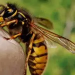 Търкайте с магданоз ухапаното от пчела