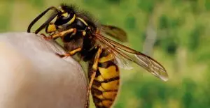 Търкайте с магданоз ухапаното от пчела