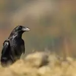 Гарванът ни кара да разбулваме мистерии