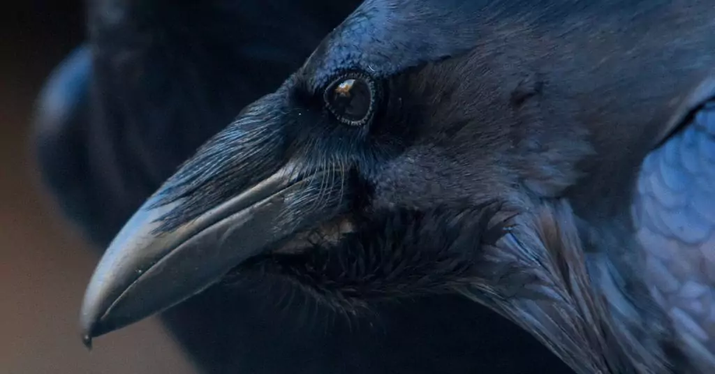 Гарванът ни кара да разбулваме мистерии Гарванът ни кара да разбулваме мистерии