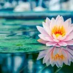 Изберете символ и вижте какво бъдеще ви очаква