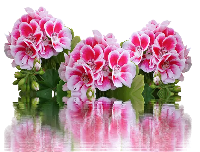 Стайни цветя които ви правят щастливи Стайни цветя които ви правят щастливи