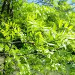 Плодове или листa от гледичия срещу болка