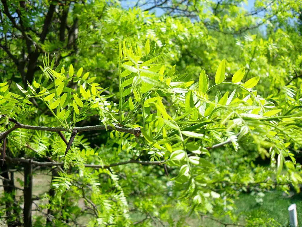 билка гледичия