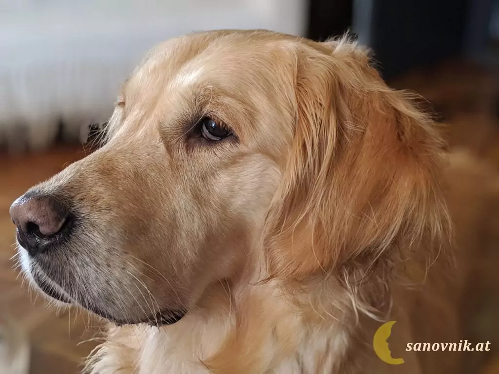 Да спасим нашите кучета - голдън ретривър Да спасим нашите кучета - голдън ретривър