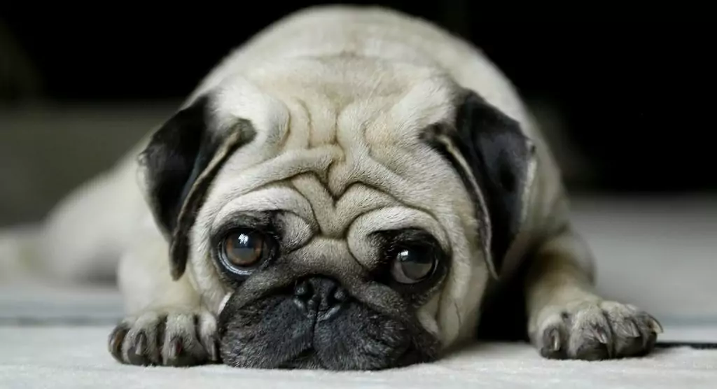 Куче за пенсионер - мопс Куче за пенсионер - мопс