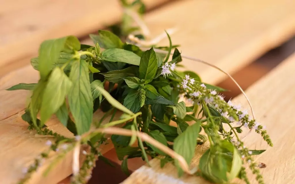 Как да излекуваме порезните рани с джоджен Как да излекуваме порезните рани с джоджен