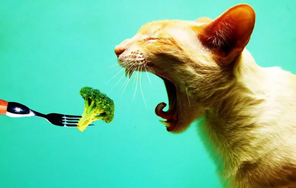 Защо хората стават вегетарианци Защо хората стават вегетарианци