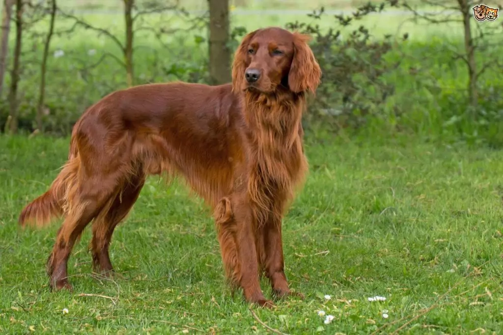 Атлетично куче - сетер Атлетично куче - сетер