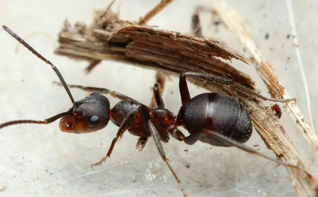 Мравки познават диабета Мравки познават диабета