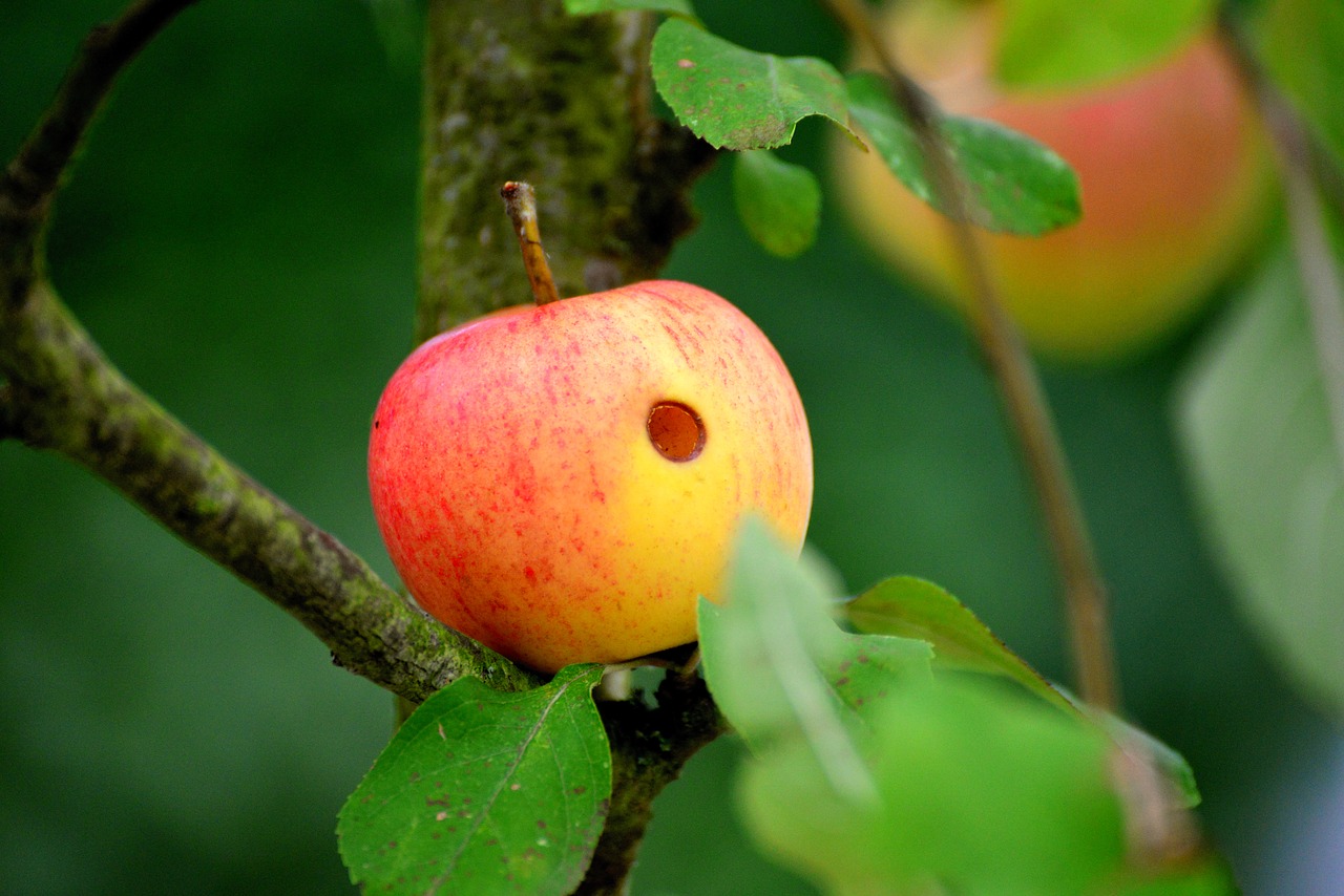 Apple worm. Яблоко. Яблоко червивое. Яблоко с дыркой. Яблоко с червоточиной.