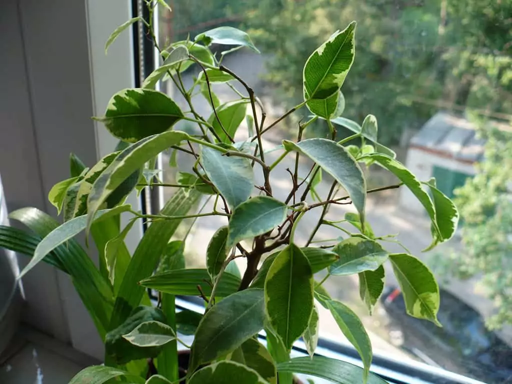 Вижте кои стайни растения са отровни - фикус